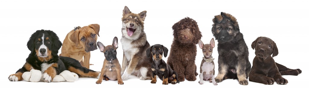Lots of puppies. From left to right, Bernese Mountain Dog, mixed breed mastiff, French Bulldog, Finnish Lapphund, Dachshund, Labradoodle, Chihuahua, German Shepherd and a Chocolate Labrador
