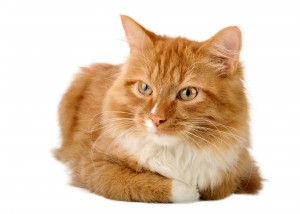 Ginger cat