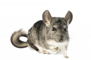 Chinchilla