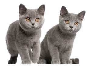 British Shorthair Kittens