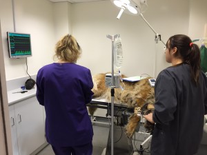 Animal in surgery with heart rate, breathing all displayed 