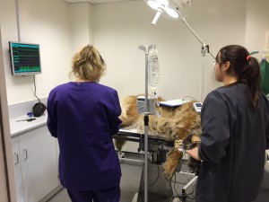 Animal in surgery with heart rate, breathing all displayed