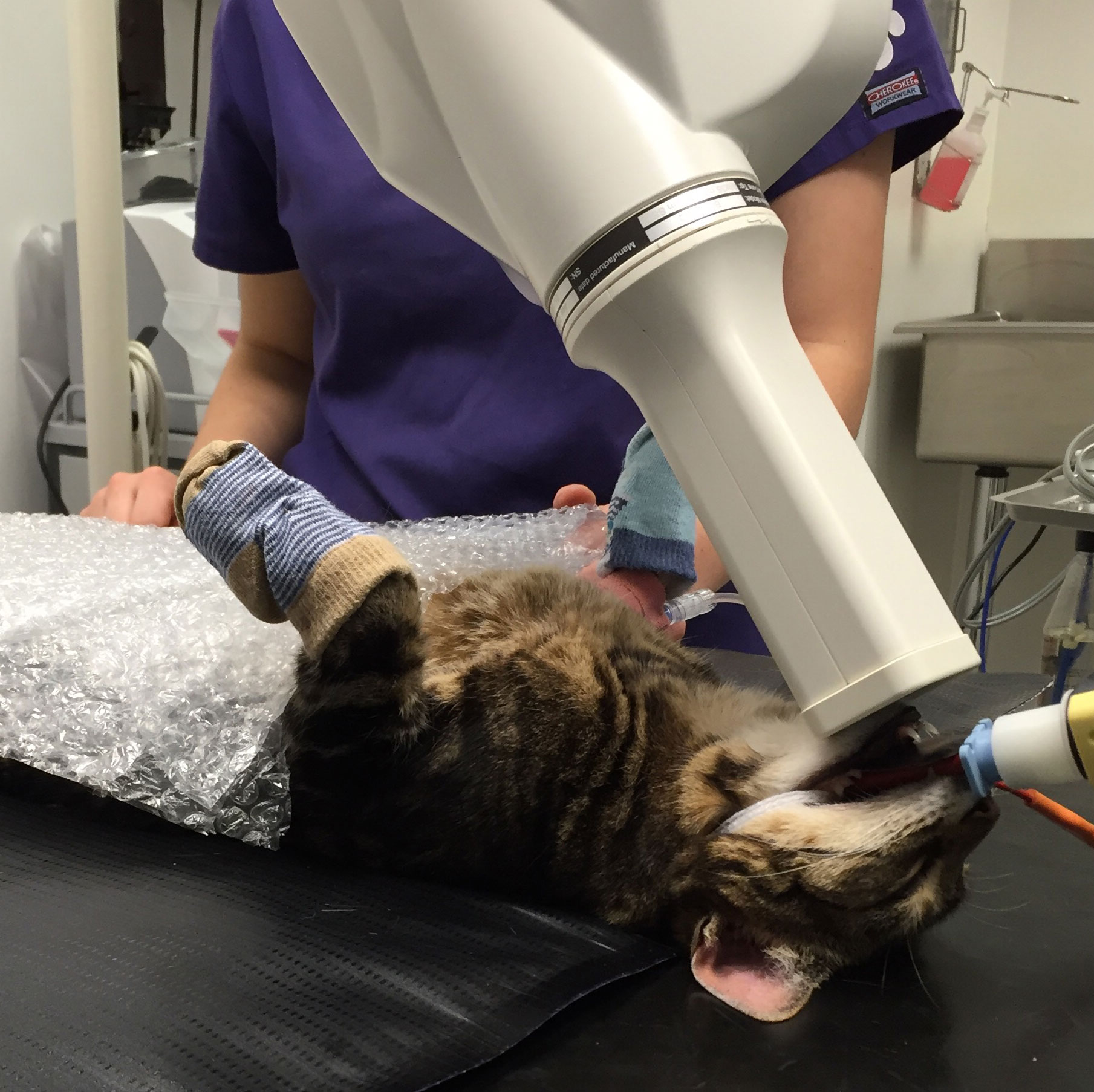 ark-vets-dental-x-ray
