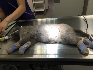 Cat just about to be spayed in theatre