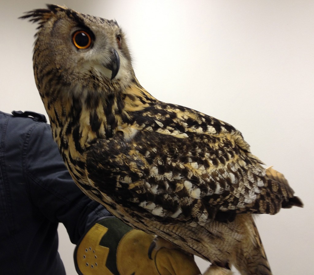 Eagle Owl