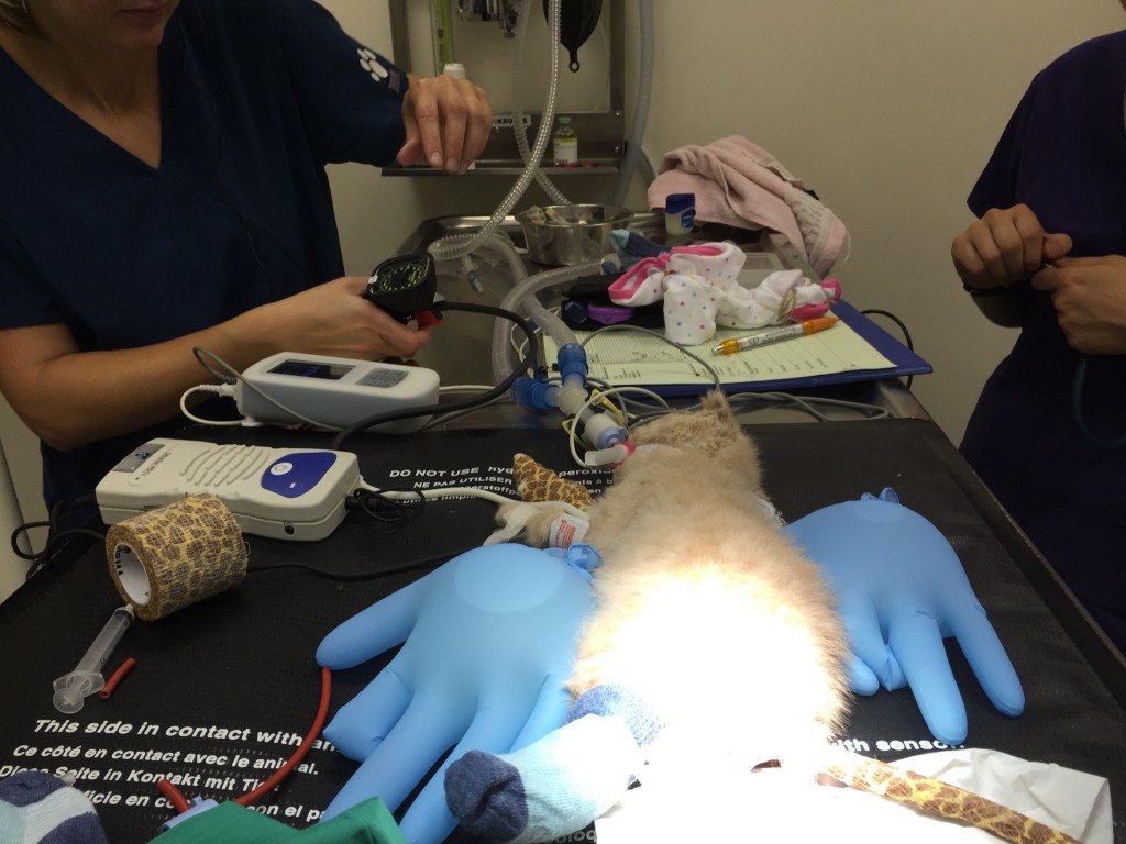 Ark Vets General Anaesthetics and Monitoring