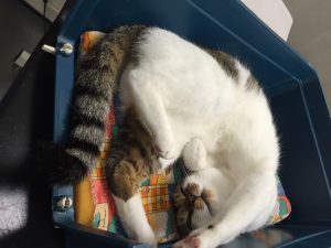 Relaxing in a basket