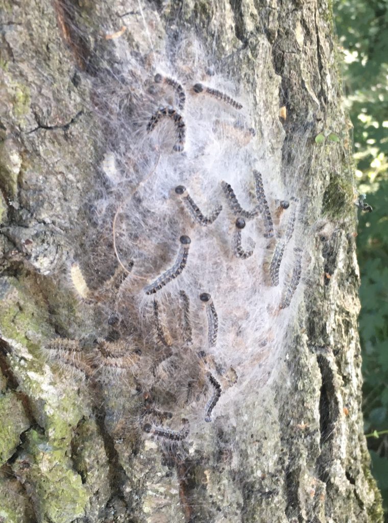 Oak Processionary Moth oak-processionary-moth