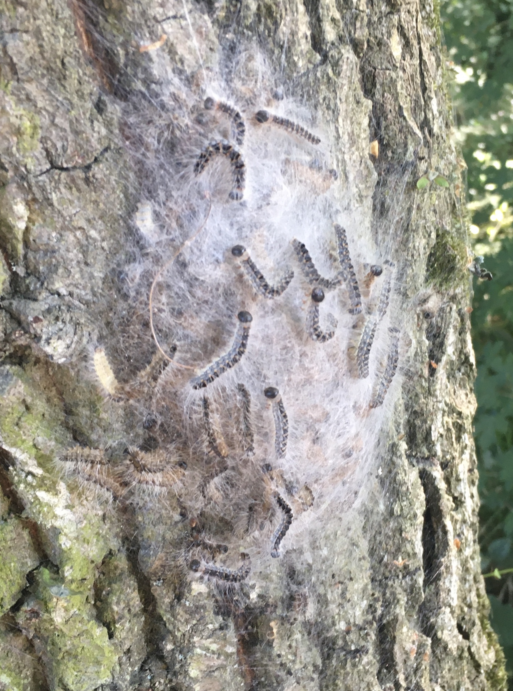 Oak Processionary Moth